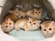 ($799-1650) Golden shaded/ Golden & Silver tabby British s - Photo 3