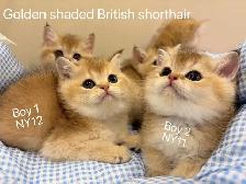 ($799-1650) Golden shaded/ Golden & Silver tabby British s - Photo 4
