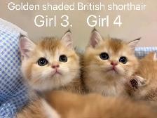 ($799-1650) Golden shaded/ Golden & Silver tabby British s - Photo 5