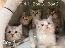 ($799-1650) Golden shaded/ Golden & Silver tabby British s - Photo 6