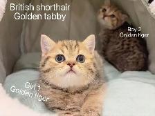 ($799-1650) Golden shaded/ Golden & Silver tabby British s - Photo 7