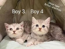 ($799-1650) Golden shaded/ Golden & Silver tabby British s - Photo 8