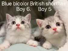 ($799-1650) Golden shaded/ Golden & Silver tabby British s - Photo 9