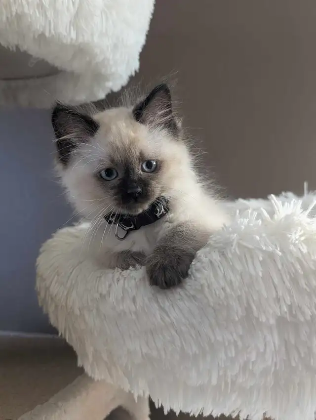 Ragdoll Kittens