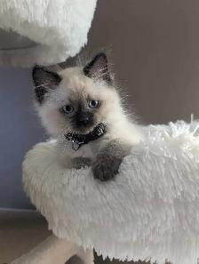Ragdoll Kittens