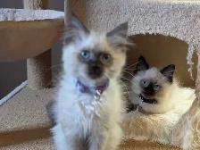 Ragdoll Kittens - Photo 2