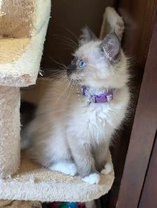 Ragdoll Kittens - Photo 3