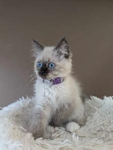 Ragdoll Kittens - Photo 4