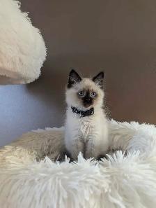 Ragdoll Kittens - Photo 6