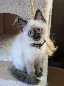 Ragdoll Kittens - Photo 8
