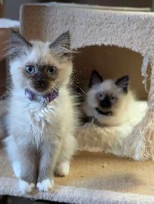 Ragdoll Kittens - Photo 9