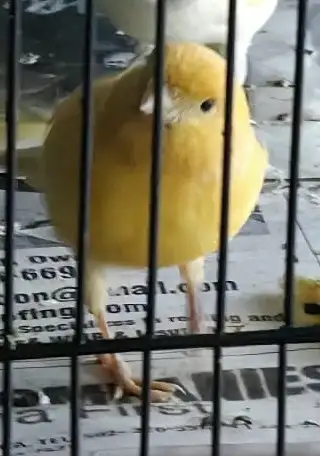 Canaries for Sale | $75 each | Call to contact