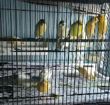 Canaries for Sale | $75 each | Call to contact - Photo 3