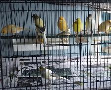 Canaries for Sale | $75 each | Call to contact - Photo 4