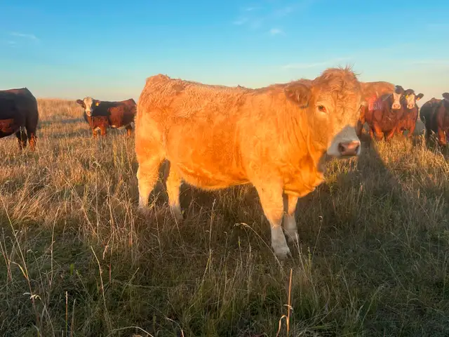 Tan Bred Heifers