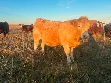 Tan Bred Heifers