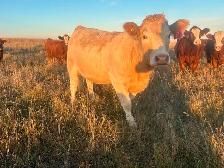 Tan Bred Heifers - Photo 2