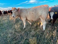Tan Bred Heifers - Photo 3