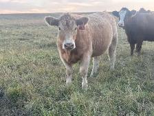Tan Bred Heifers - Photo 4