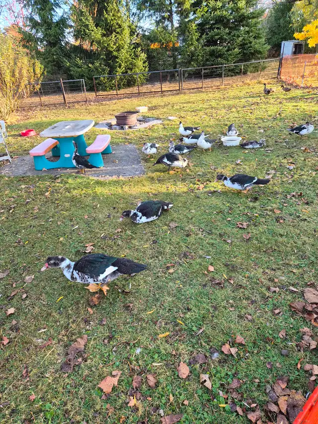 Muscovy ducks
