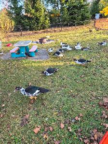 Muscovy ducks