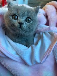 Scottish Fold and Scottish Straight kittens CCA/AFC registered - Photo 6