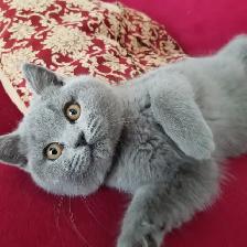 Scottish Fold and Scottish Straight kittens CCA/AFC registered - Photo 8