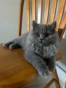 Scottish Fold and Scottish Straight kittens CCA/AFC registered - Photo 10