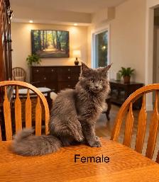 Maine Coon Kittens
