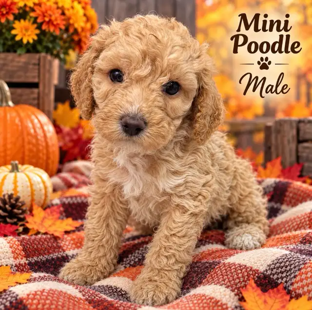 Mini Poodle Puppies ❤️❤️❤️