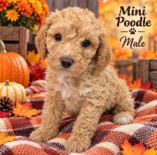 Mini Poodle Puppies ❤️❤️❤️