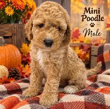 Mini Poodle Puppies ❤️❤️❤️ - Photo 2
