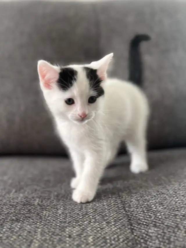 Chaton à vendre femelle 2 mois. Très belle, très affectueuse!