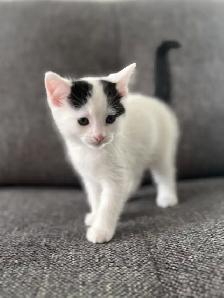 Chaton à vendre femelle 2 mois. Très belle, très affectueuse!