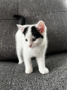 Chaton à vendre femelle 2 mois. Très belle, très affectueuse! - Photo 2