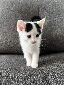 Chaton à vendre femelle 2 mois. Très belle, très affectueuse! - Photo 3