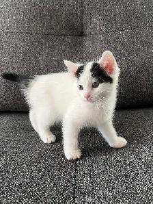 Chaton à vendre femelle 2 mois. Très belle, très affectueuse! - Photo 4