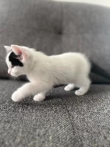 Chaton à vendre femelle 2 mois. Très belle, très affectueuse! - Photo 5