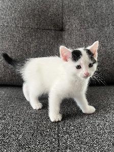 Chaton à vendre femelle 2 mois. Très belle, très affectueuse! - Photo 6