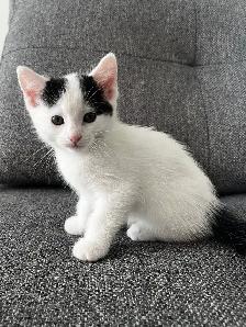 Chaton à vendre femelle 2 mois. Très belle, très affectueuse! - Photo 7