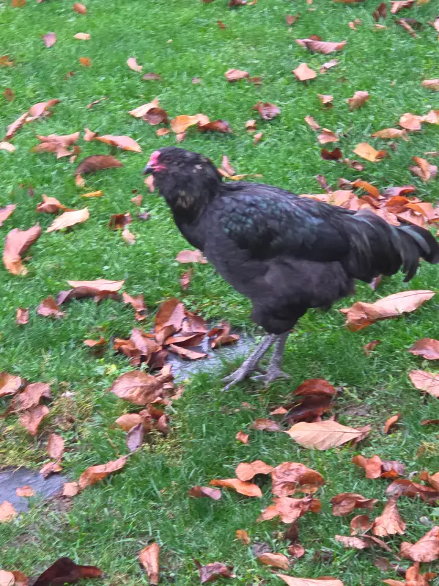AMERAUCANA Rooster looking for a new coop