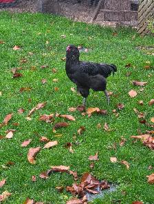 AMERAUCANA Rooster looking for a new coop - Photo 2