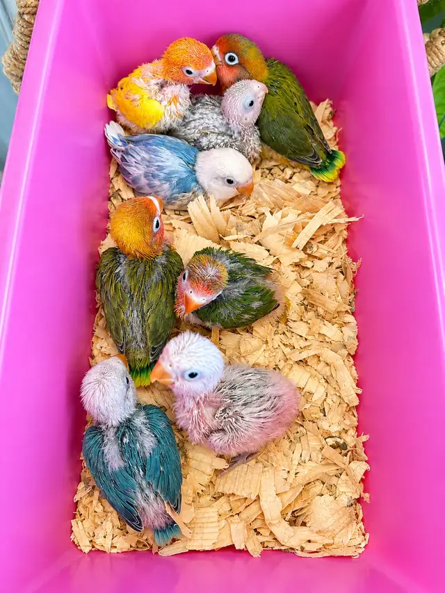 Fischer and Lovebird Babies