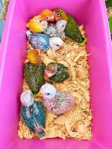 Fischer and Lovebird Babies