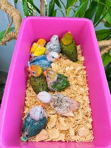 Fischer and Lovebird Babies - Photo 2