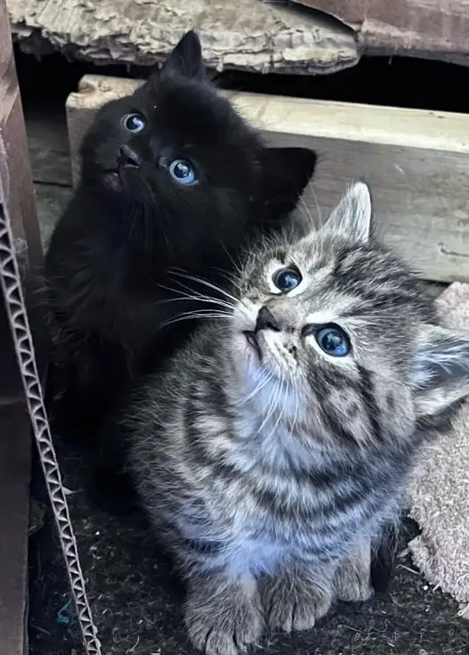 Cute and adorable kittens