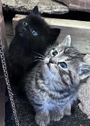 Cute and adorable kittens
