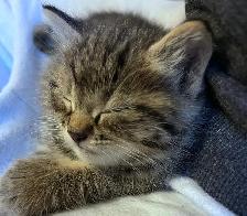Cute and adorable kittens - Photo 2