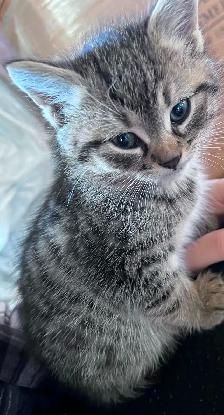 Cute and adorable kittens - Photo 3