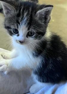 Cute and adorable kittens - Photo 5